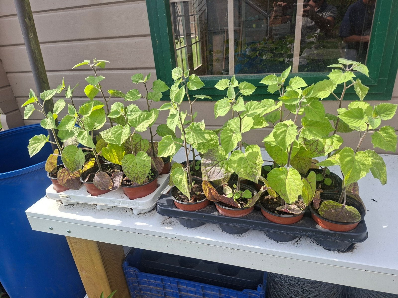 Physalis 15 plantes, Jardin & Terrasse, Enlèvement
