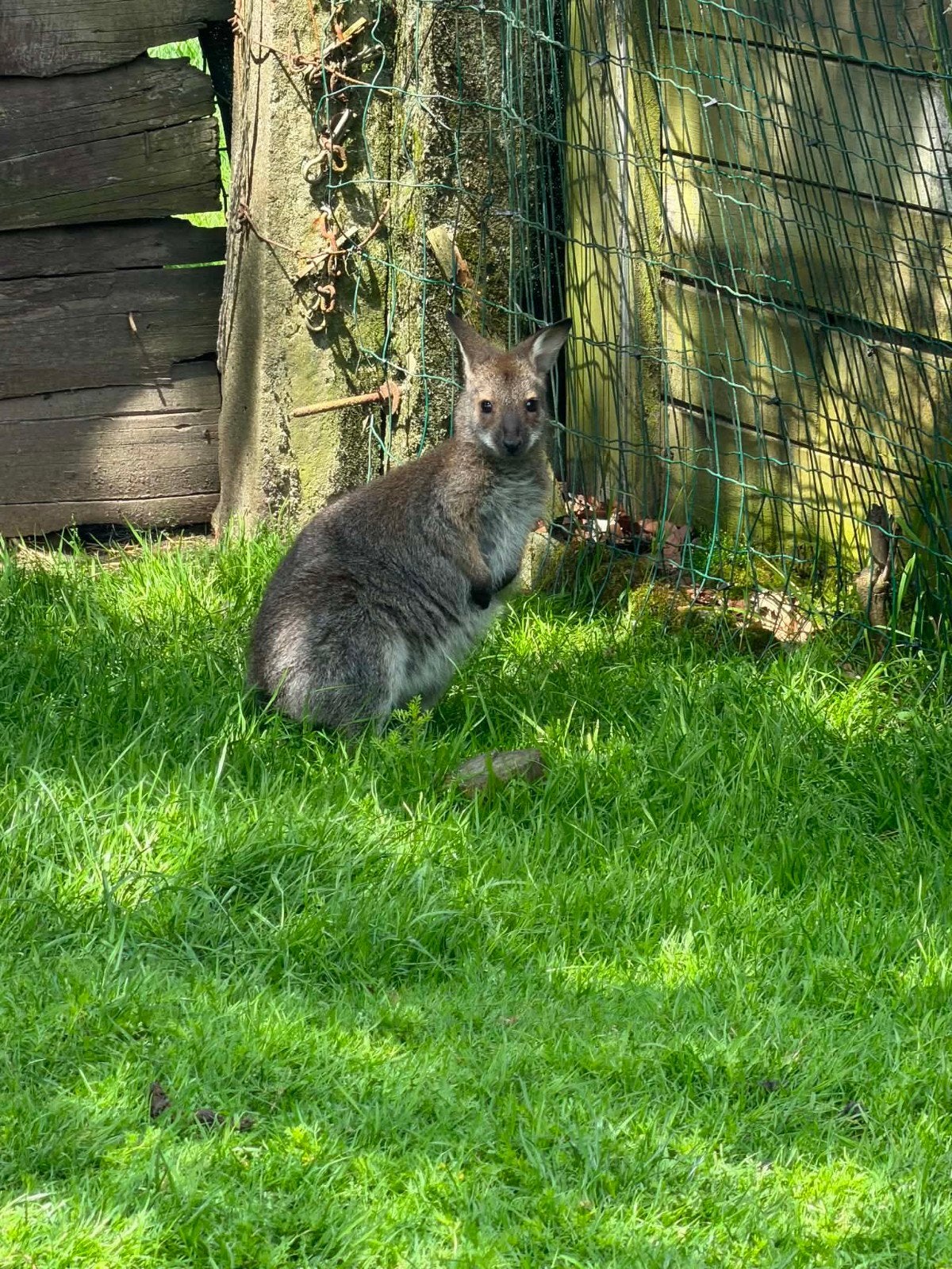 Wallaby jonge  mannetjes