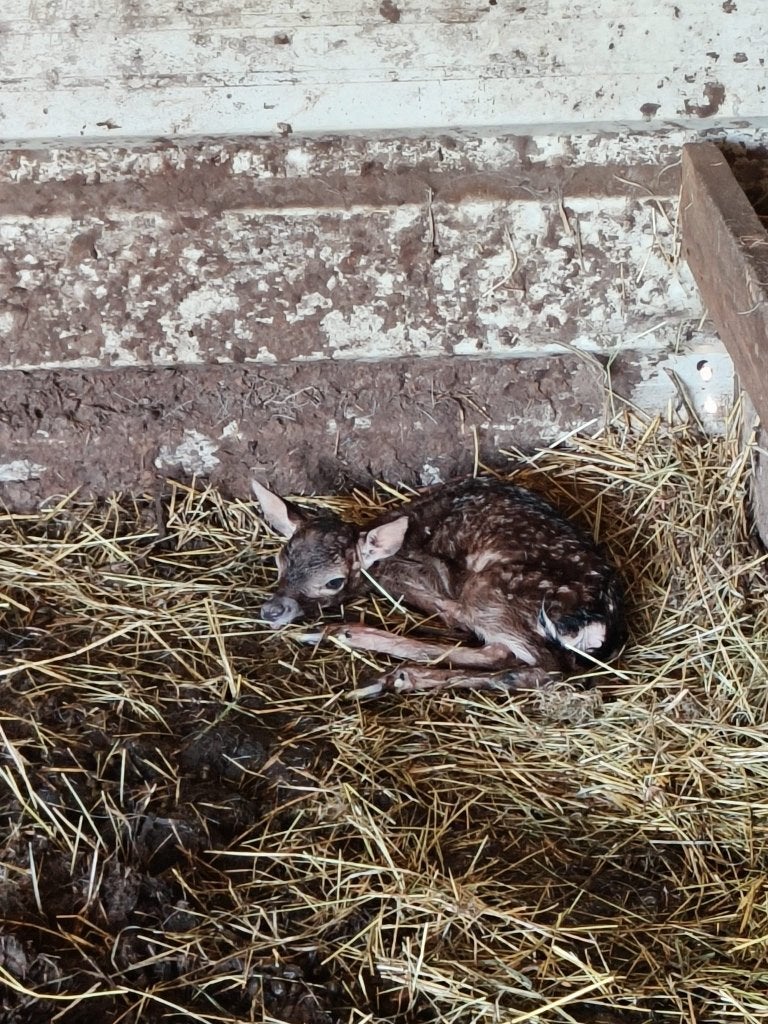 Jonge damherten van 2026, Dieren en Toebehoren