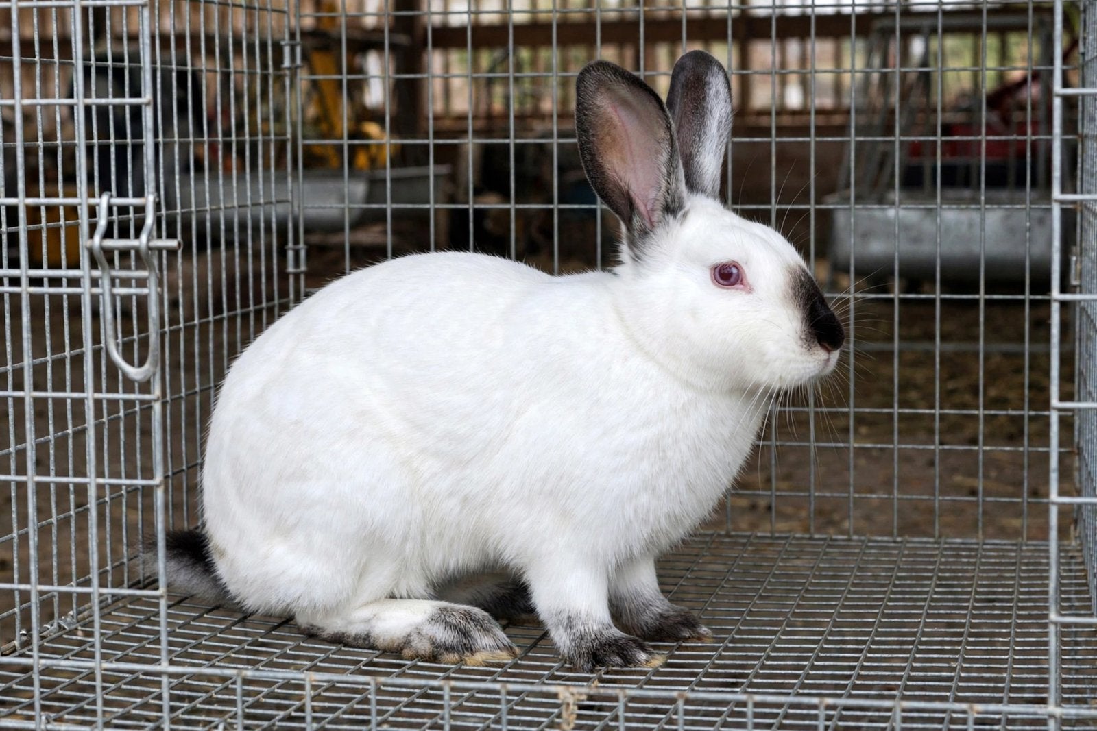 Rammelaar te koop, Dieren en Toebehoren, Mannelijk, Groot, 0 tot 2 jaar