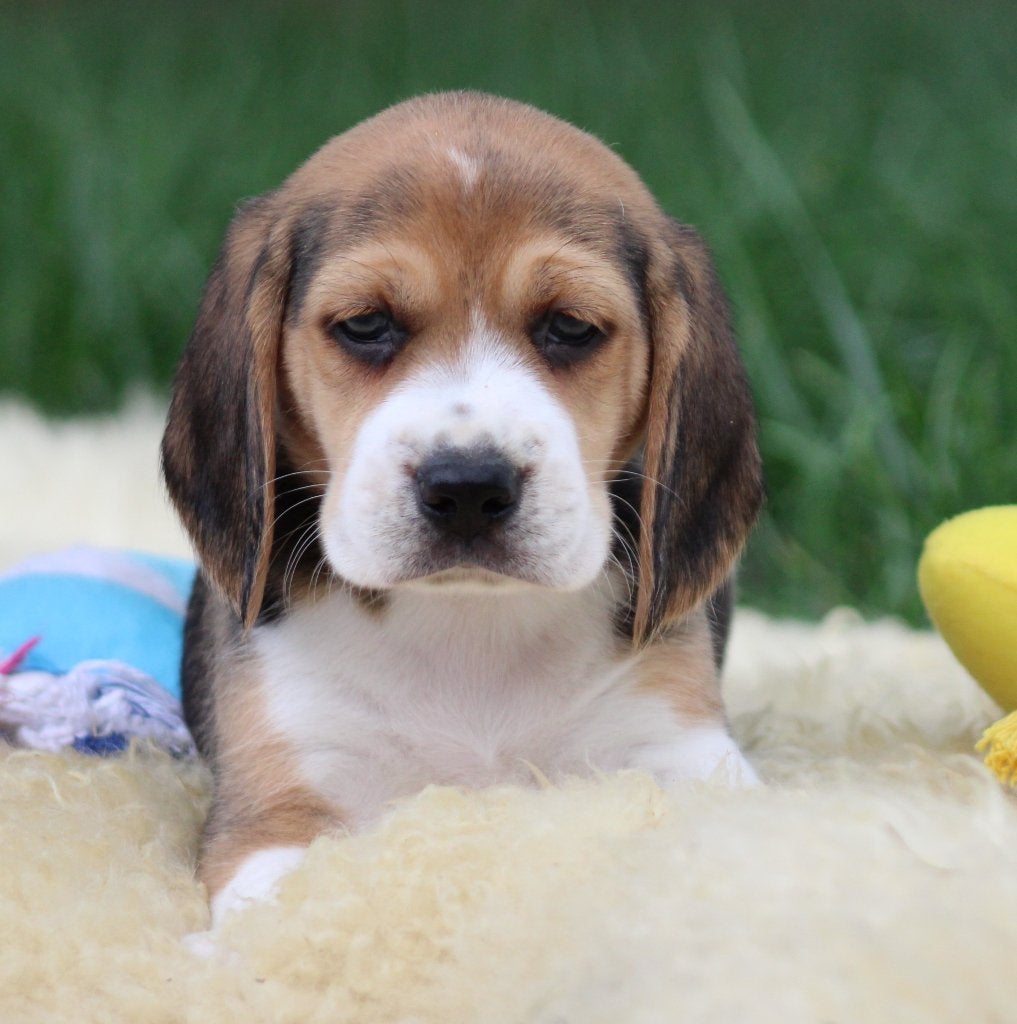 Beagle pups, Dieren en Toebehoren, België, Beagle, CDV (hondenziekte), 8 tot 15 weken