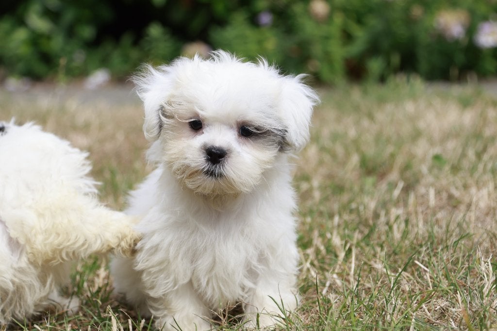 Malshih puppy reu, geboren 16 mei, Dieren en Toebehoren, België, CDV (hondenziekte), 8 tot 15 weken, Meerdere