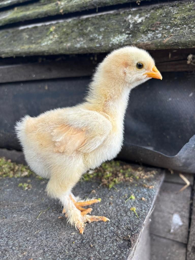 Laatste 4 kuikens Cochin Buff groothoender van 25/04, Dieren en Toebehoren, Pluimvee, Geslacht onbekend, Kip
