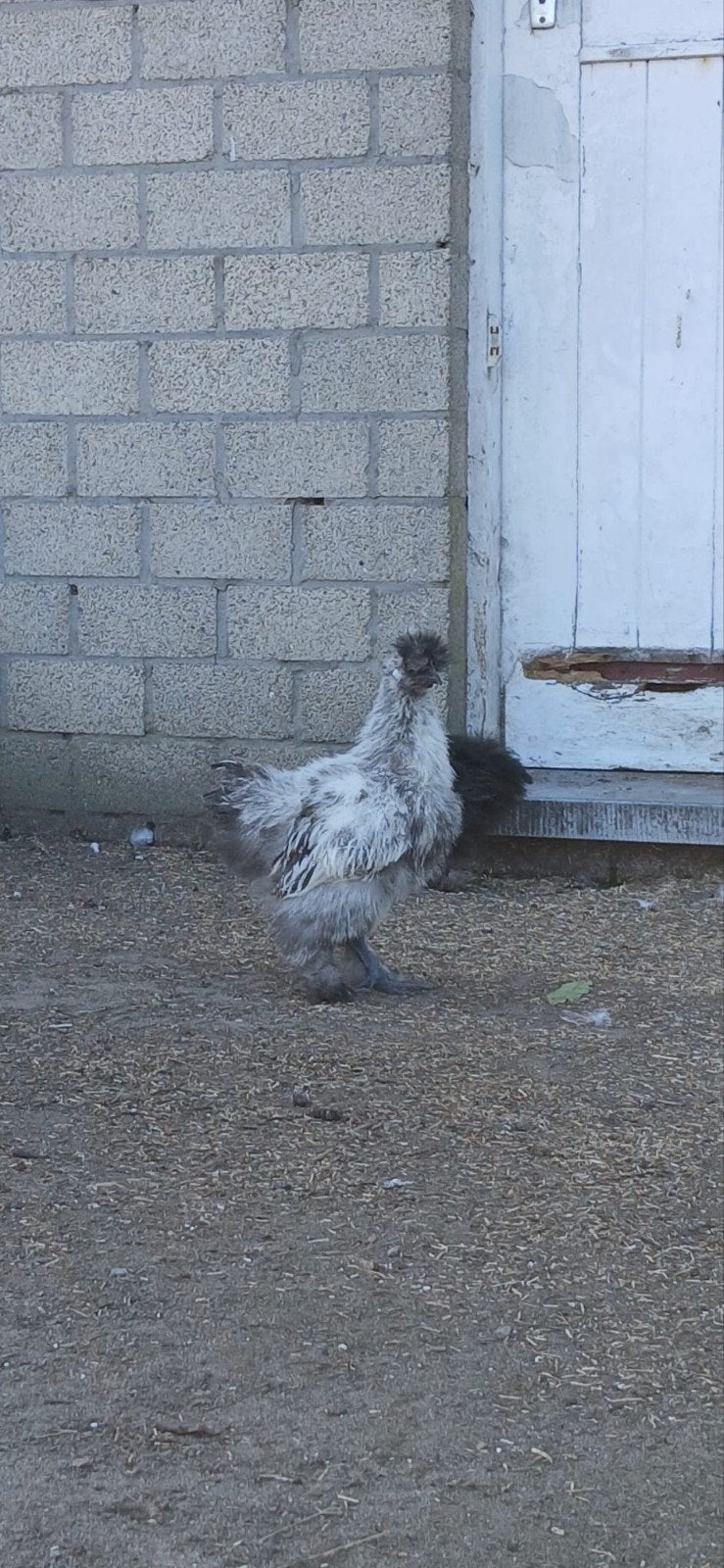 mooie zijdehoendertjes te koop, Sexe inconnu, Poule ou poulet
