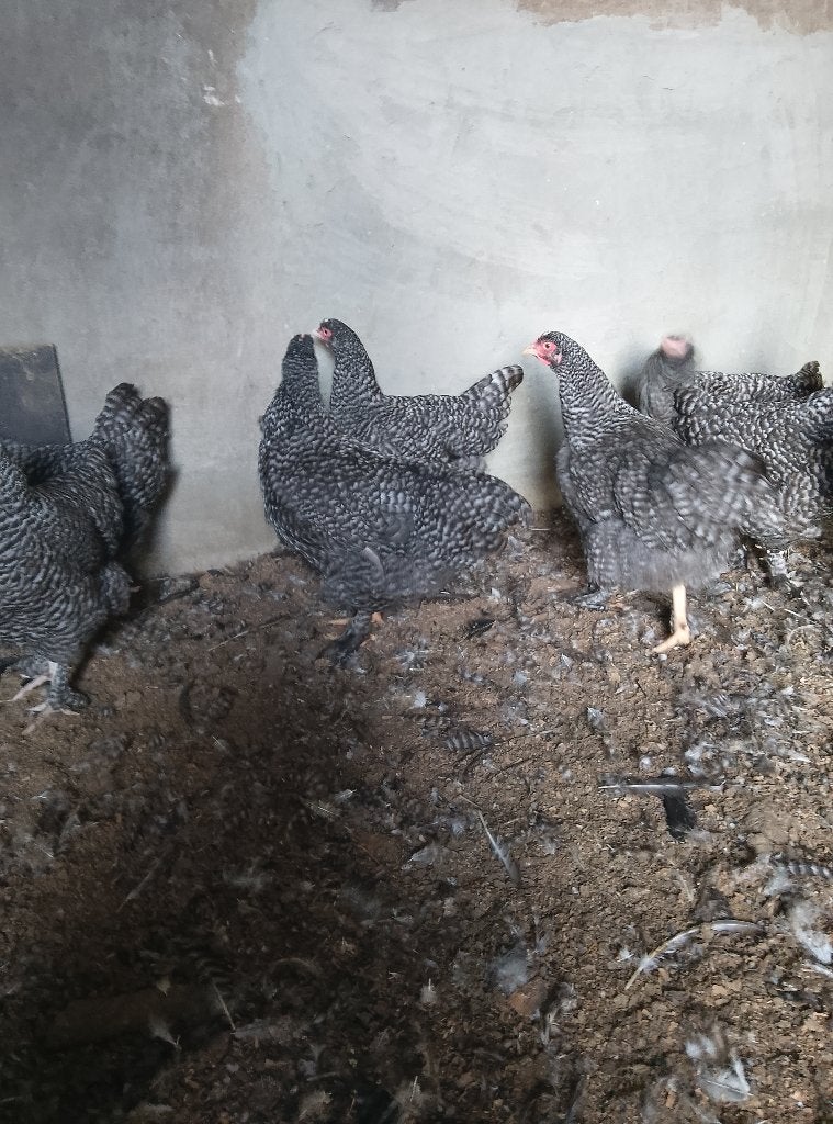 Hennen Mechelse koekoek, Dieren en Toebehoren