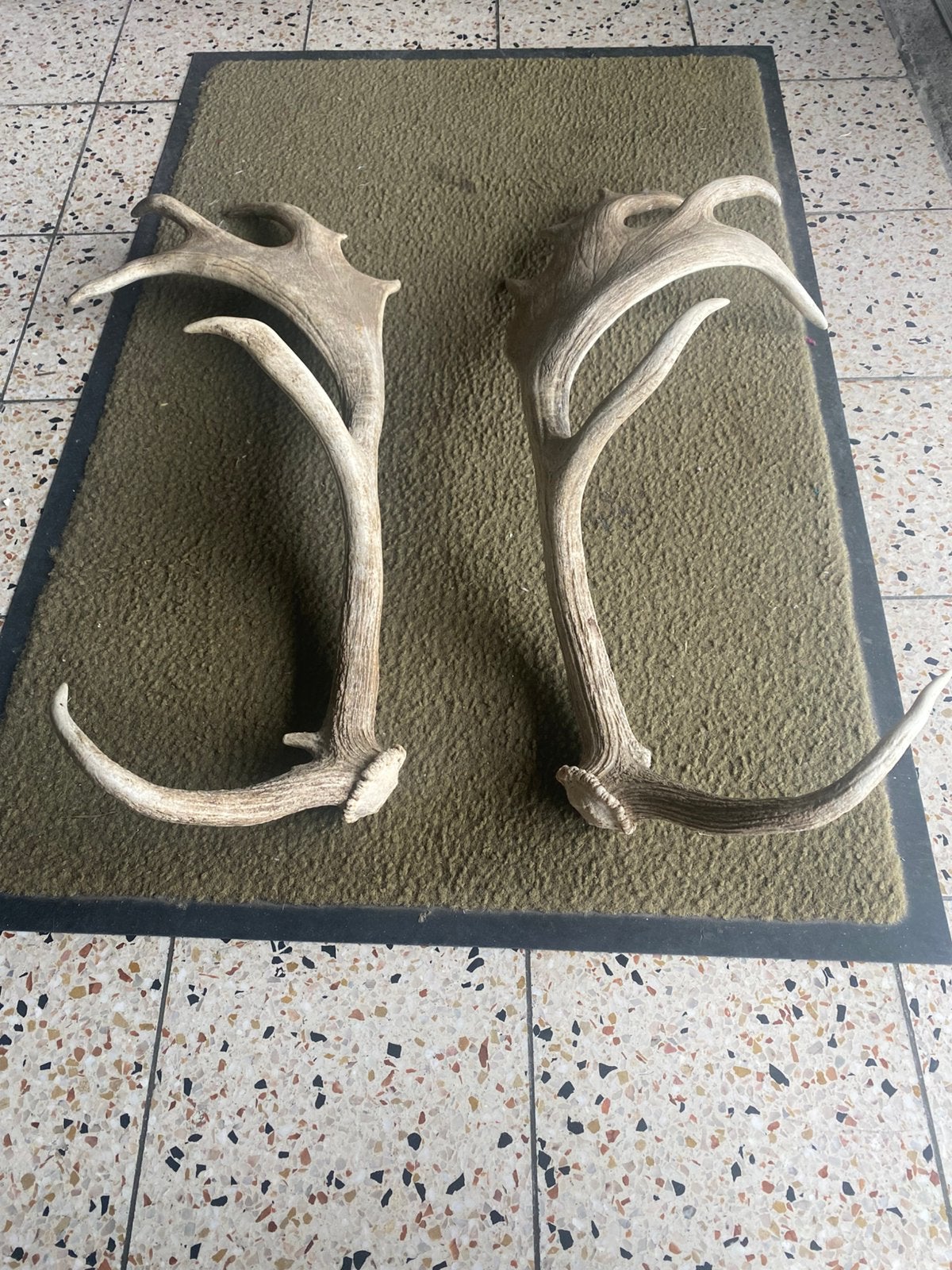 Corne de animaux, Enlèvement, Comme neuf