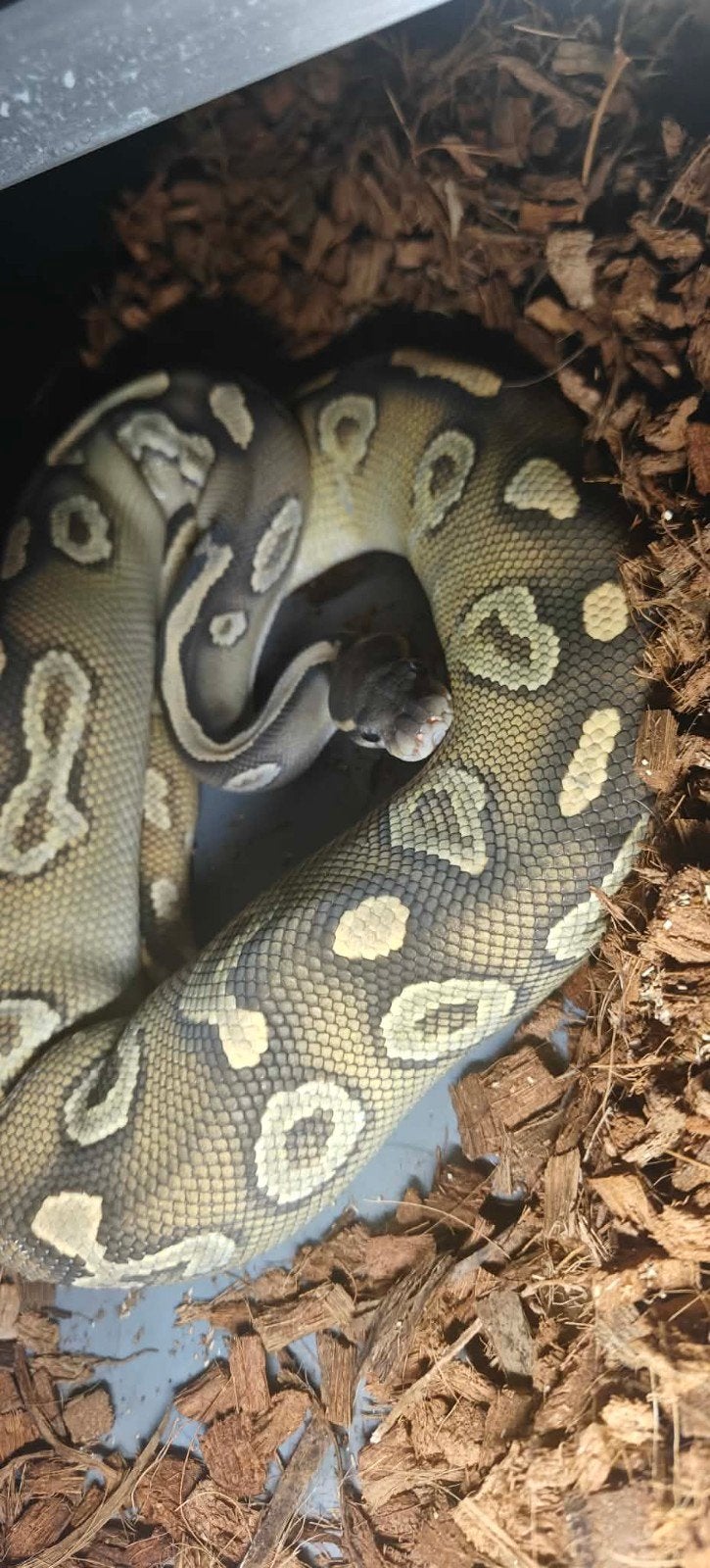 Black Head, Mojave, Hypo 1.0 (man), Dieren en Toebehoren, Reptielen en Amfibieën, Slang, Tam, 3 tot 6 jaar