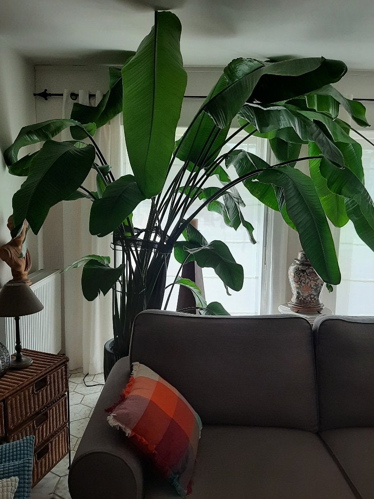 astrelizia plant, Tuin en Terras, Ophalen, Vaste plant, Volle zon
