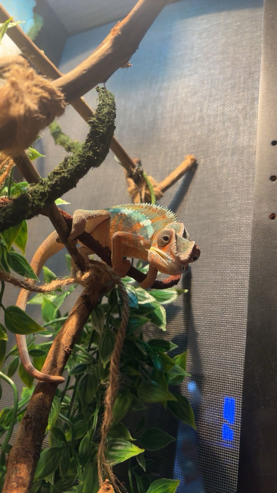 Kameleon Ambilobe, Dieren en Toebehoren, Reptielen en Amfibieën | Toebehoren, Ophalen, Nieuw, Terrarium of Paludarium
