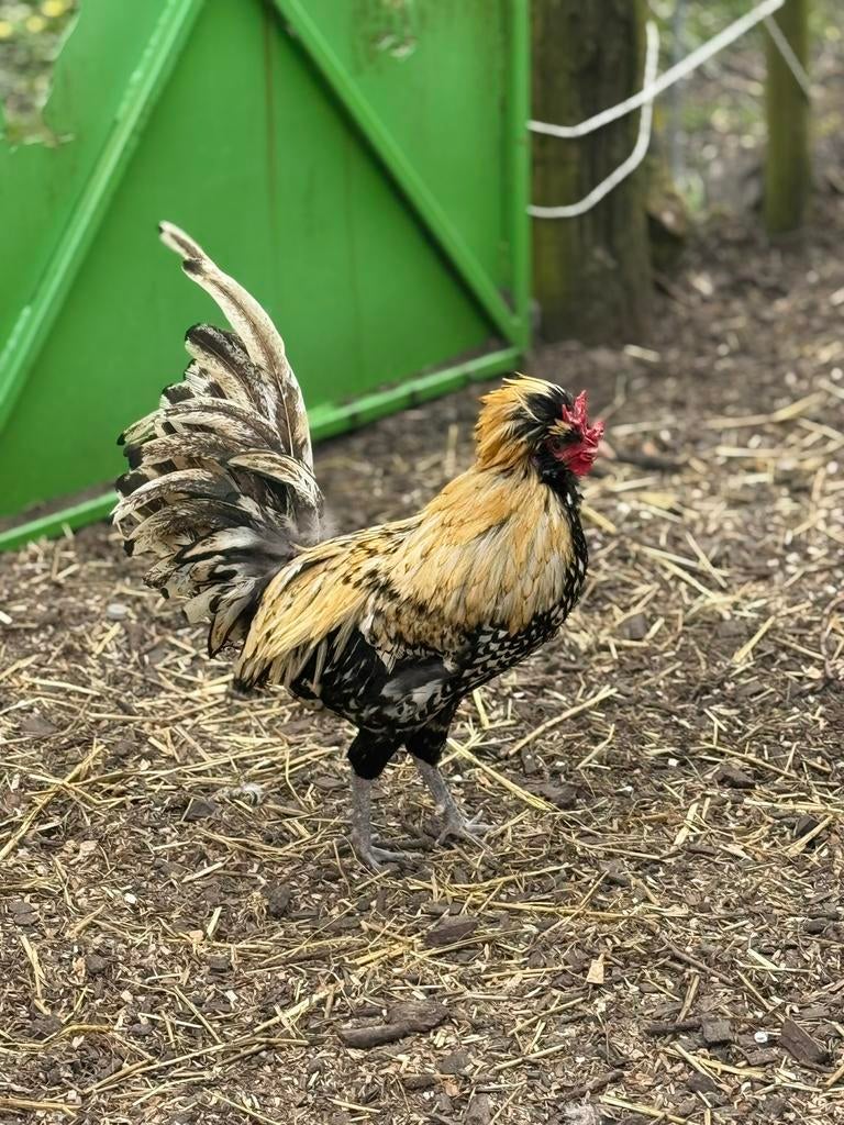 Padua haan, Dieren en Toebehoren, Mannelijk, Kip