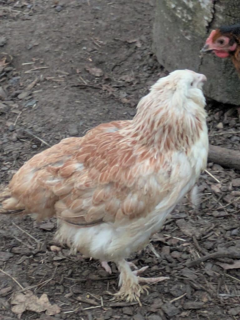 Faverolles hen
