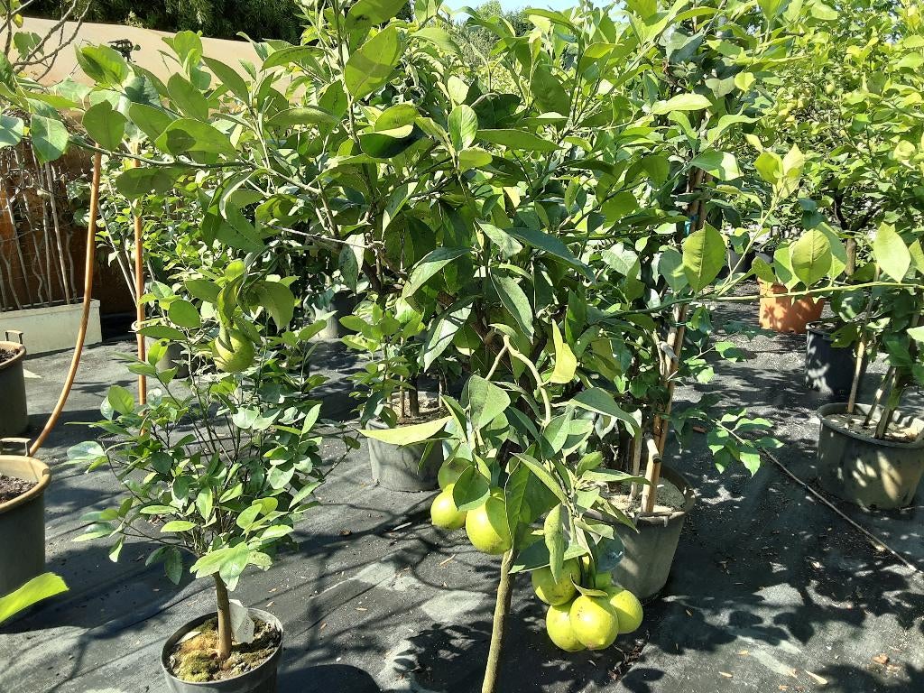 citroenbomen  en  struiken    halfe prijs, Tuin en Terras, Planten | Tuinplanten, Ophalen, Zomer, Vaste plant, Volle zon