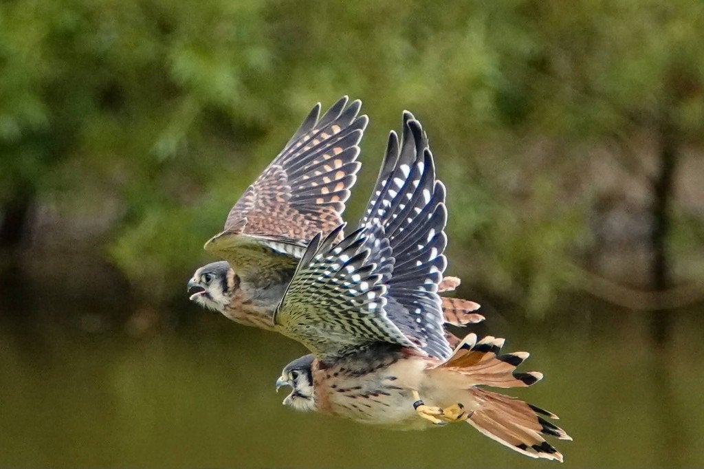 Amerikaanse torenvalkjes, Dieren en Toebehoren, Vogels | Overige Vogels, Meerdere dieren, Roofvogel, Geringd