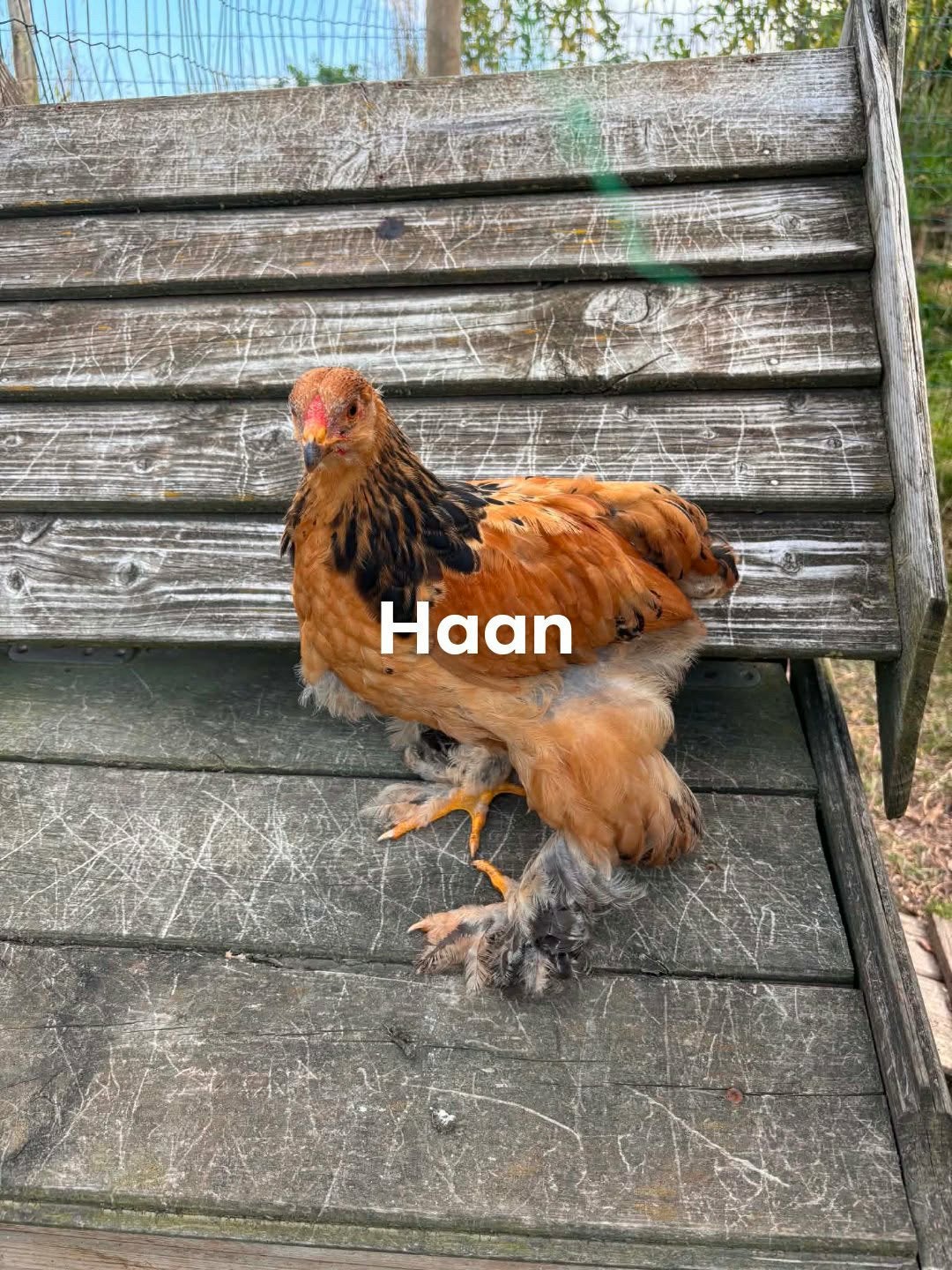 Brahma kuikens, Dieren en Toebehoren, Meerdere dieren, Kip