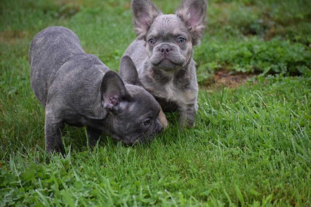 Franse bulldog pups korthaar en fluffy, Dieren en Toebehoren, 15 weken tot 1 jaar, Reu, Buitenland, CDV (hondenziekte)