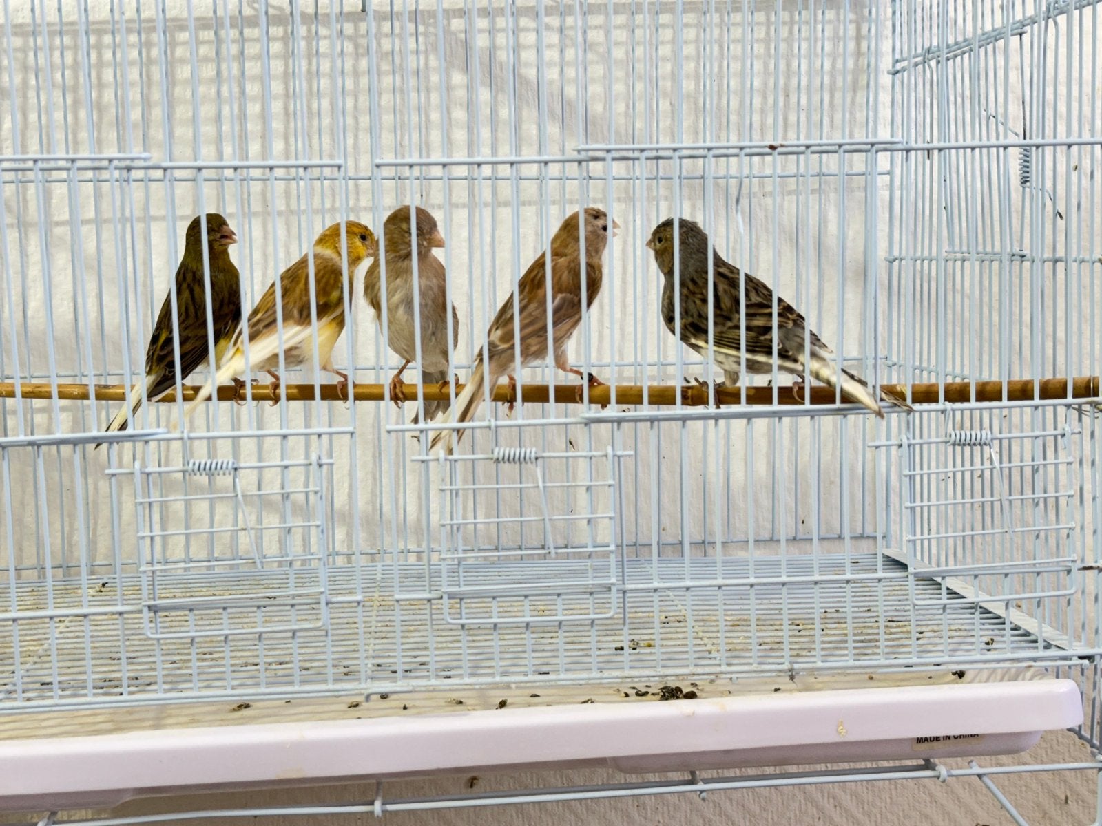 5 canari a vendre, Animaux & Accessoires