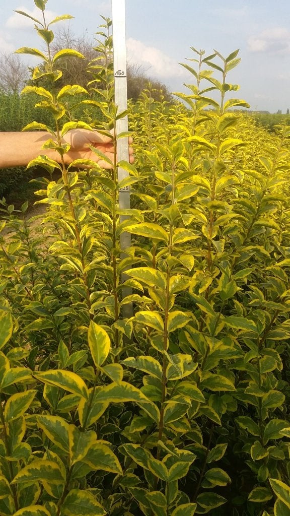 Ligustrum ovalifolium 'aureum', Tuin en Terras, Ophalen