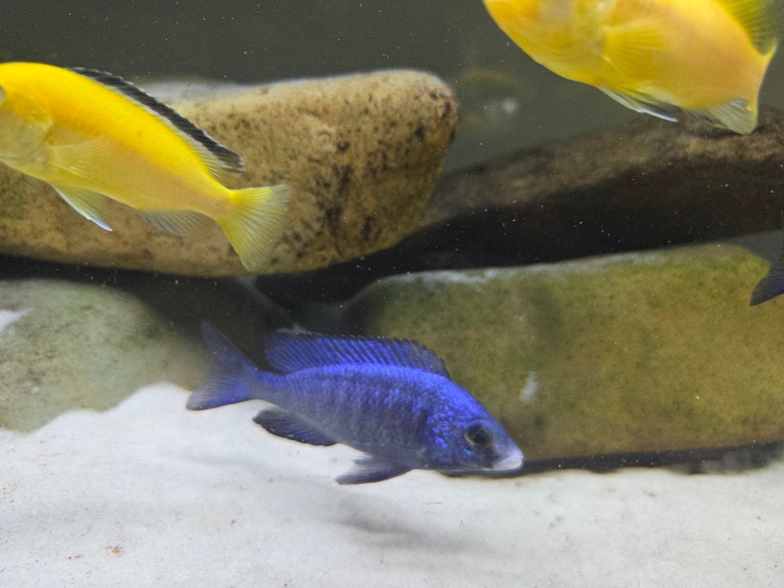 White lips cichliden te koop, Dieren en Toebehoren, Vissen | Aquariumvissen