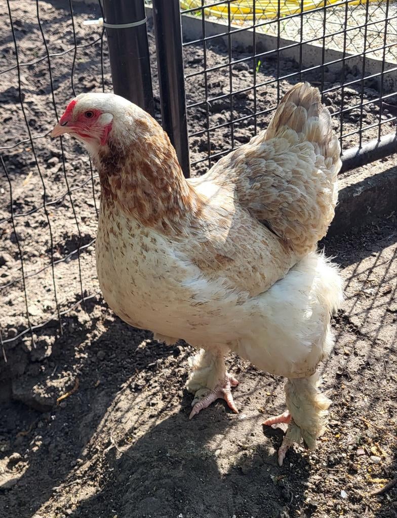 2 brahma zalm hennen en 1 brahma haan, Dieren en Toebehoren