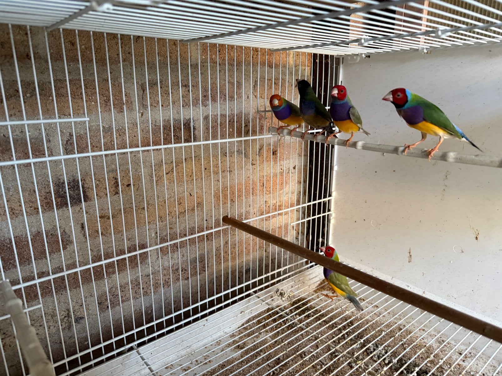 Gouldamadines te koop