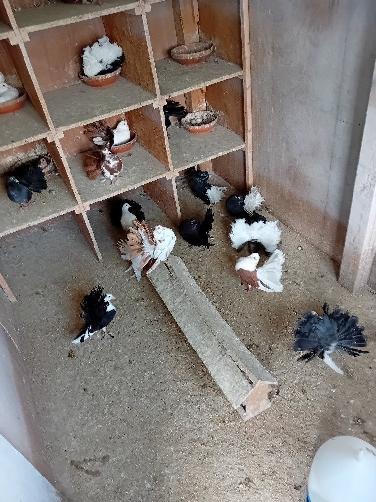 Amerikaanse pauwstaarten, Meerdere dieren, Overige soorten