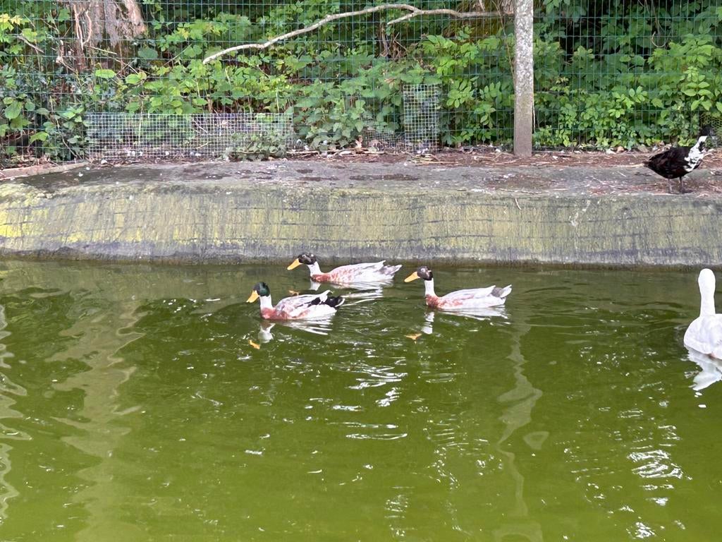Loopeend mannen, Dieren en Toebehoren, Mannelijk, Eend
