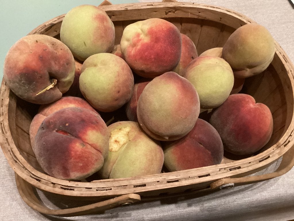 bio perziken oogst eigen tuin, Ophalen