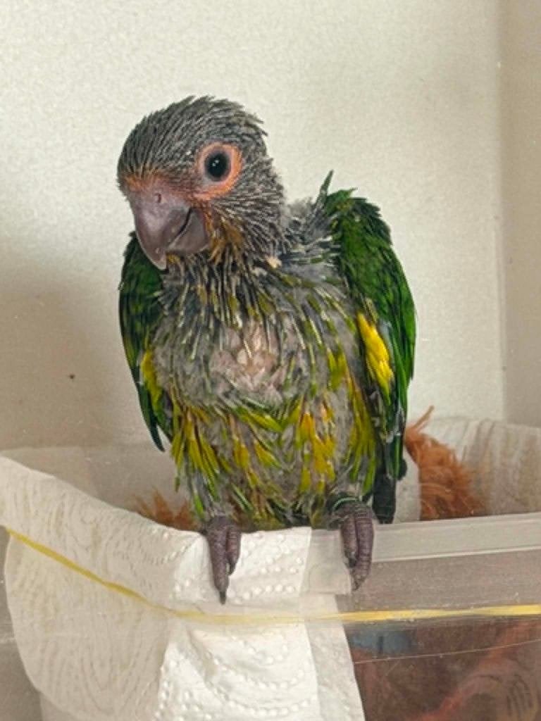 Aratinga Pertinax Suriname, Animaux & Accessoires, Oiseaux | Perruches & Perroquets, Perroquet, Plusieurs animaux, Parleur, Domestique