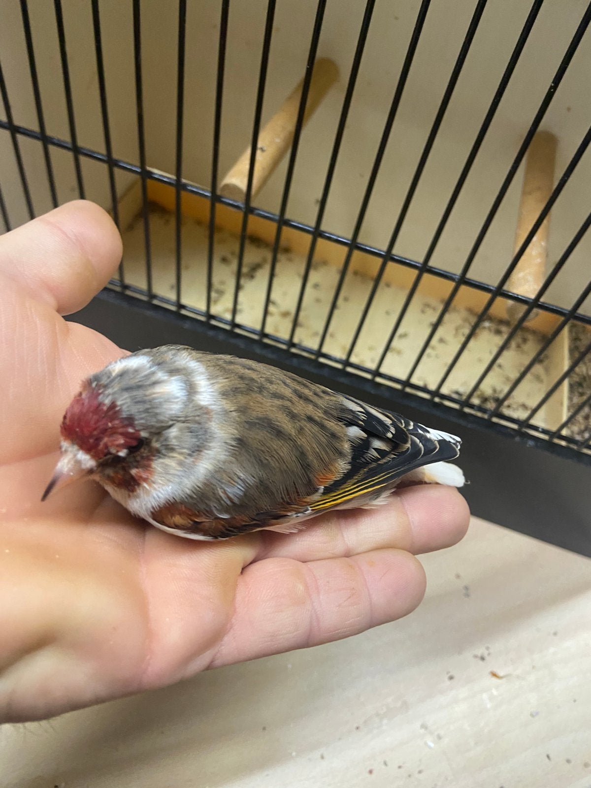 Kruising distelvink x kanarie bond, Dieren en Toebehoren, Mannelijk, Wildzangvogel, Geringd