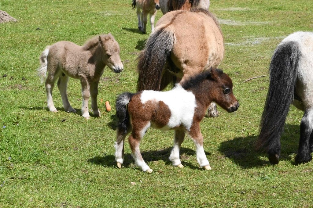 Mini poney shetland taille super miniature, Plusieurs animaux, Ne s'applique pas, Avec pedigree
