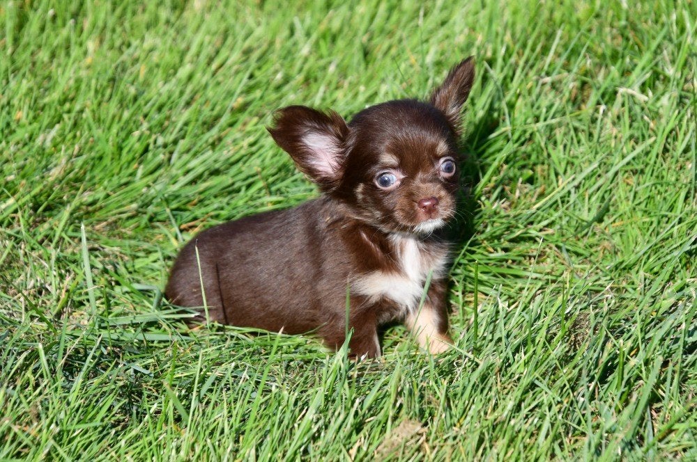 Chiots Chihuahua à vendre (poil long), Maladie de Carré (chiens), Plusieurs, Chihuahua, Belgique