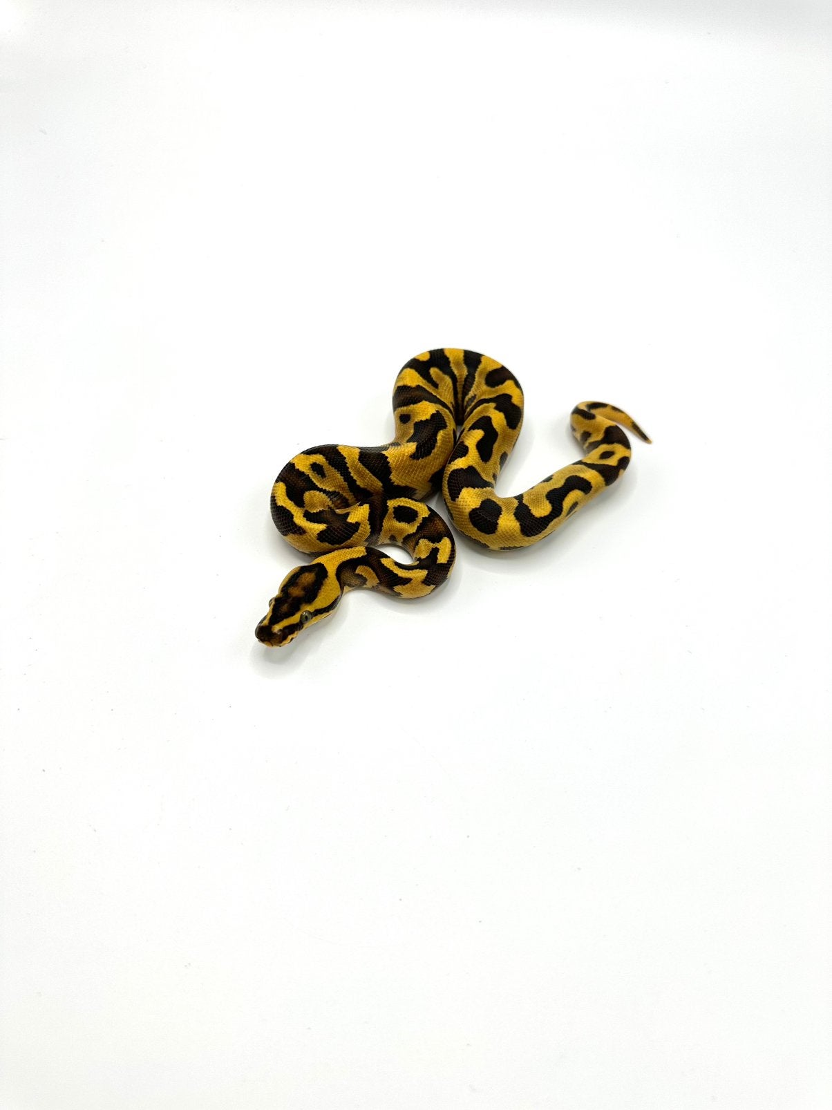 Diverse Python regius - koningspythons Ball Python photo 10