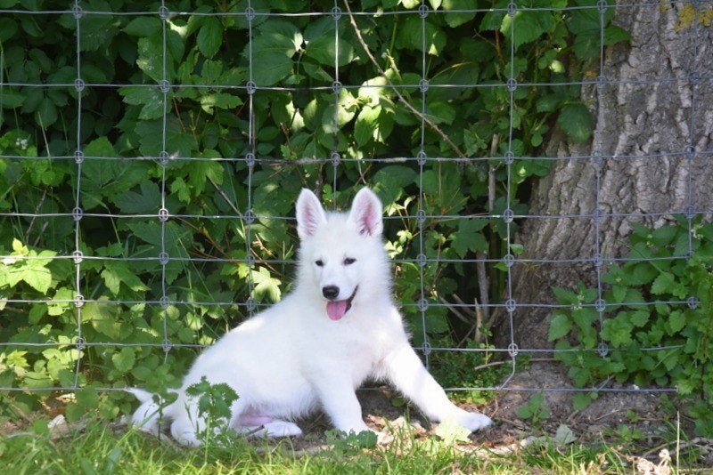 Chiots Swiss White Shepherd, Animaux & Accessoires, Chiens | Bergers & Bouviers, Berger, Éleveur | Professionnel, Plusieurs, Belgique