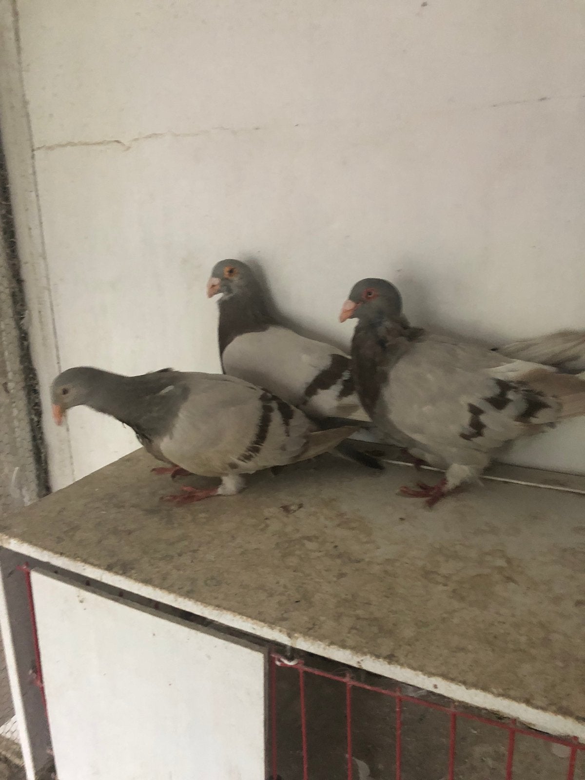 Pigeons romain, Plusieurs animaux