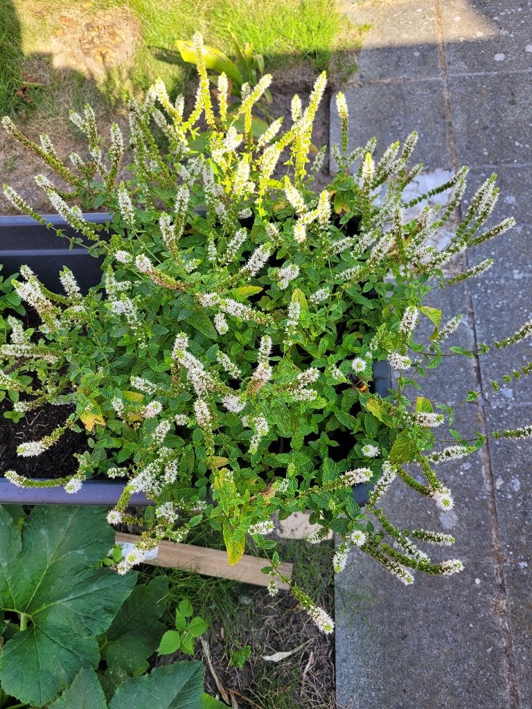 Marokkaanse munt, Tuin en Terras, Planten | Tuinplanten, Ophalen, Kruiden