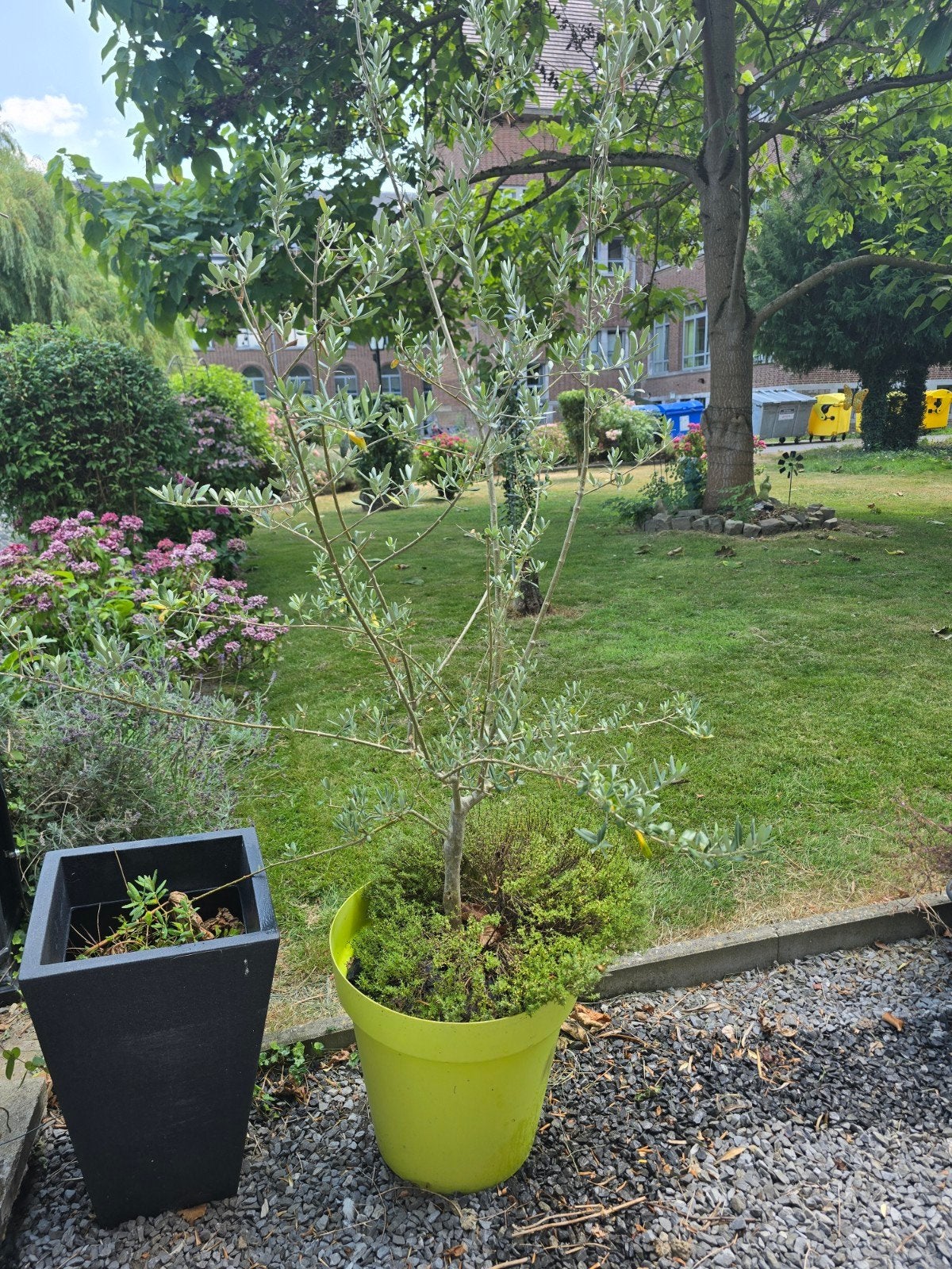 Olivier, Tuin en Terras, Tuinhuizen, Ophalen