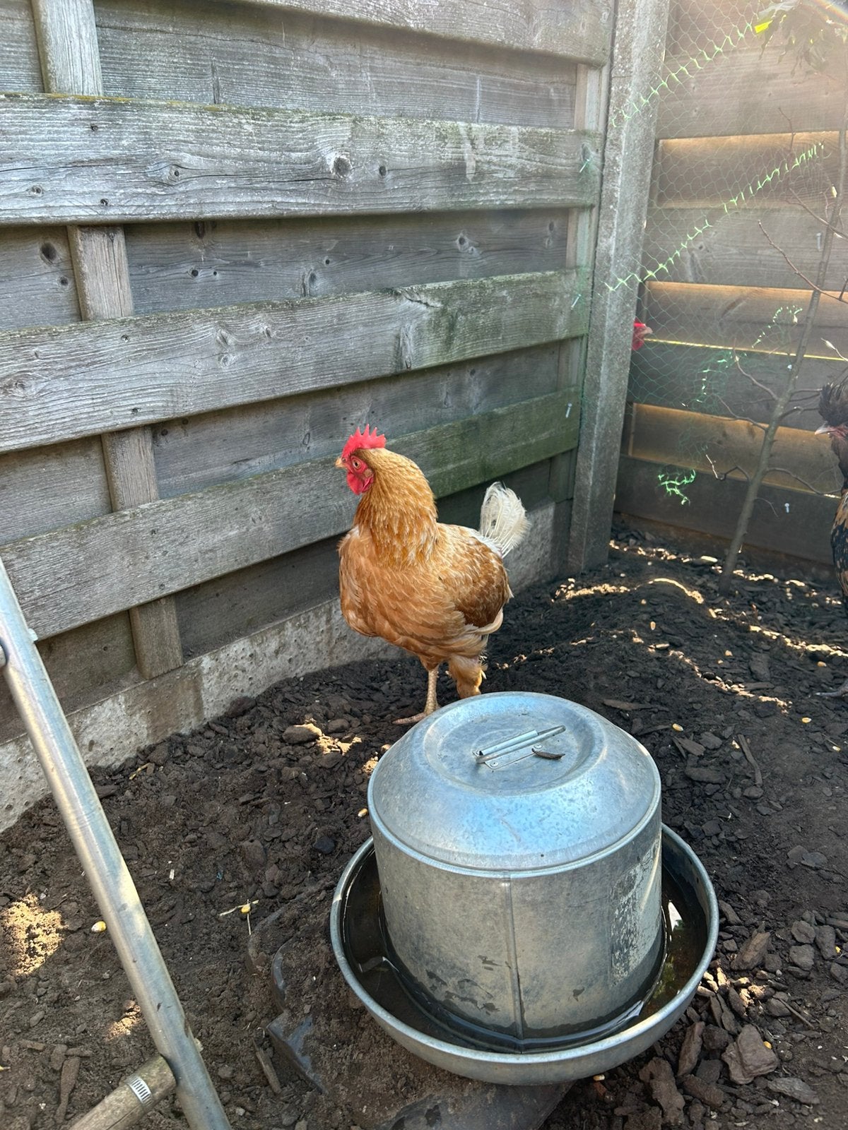 2 bruine legkippen + 1 zwarte sierkip af te halen, Dieren en Toebehoren, Vrouwelijk, Kip