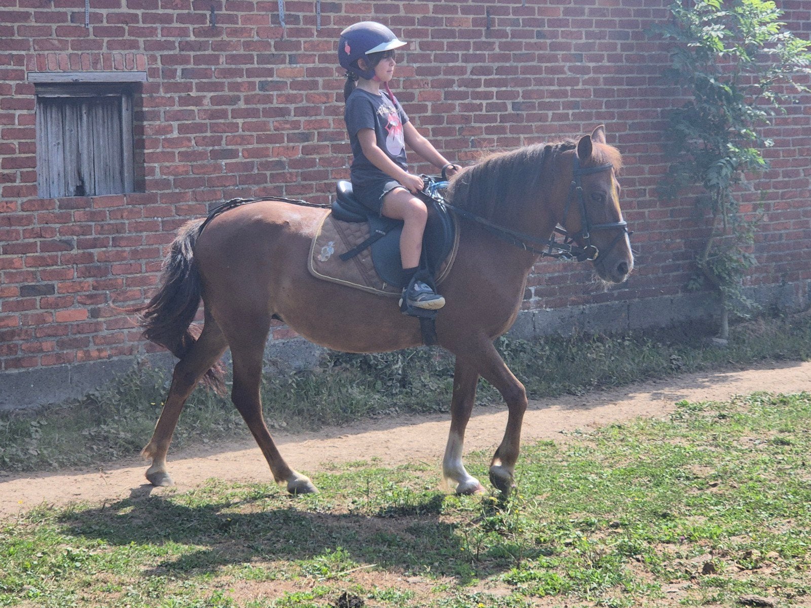 C pony en cruzado valk veulen, Dieren en Toebehoren, Paarden, Hengst