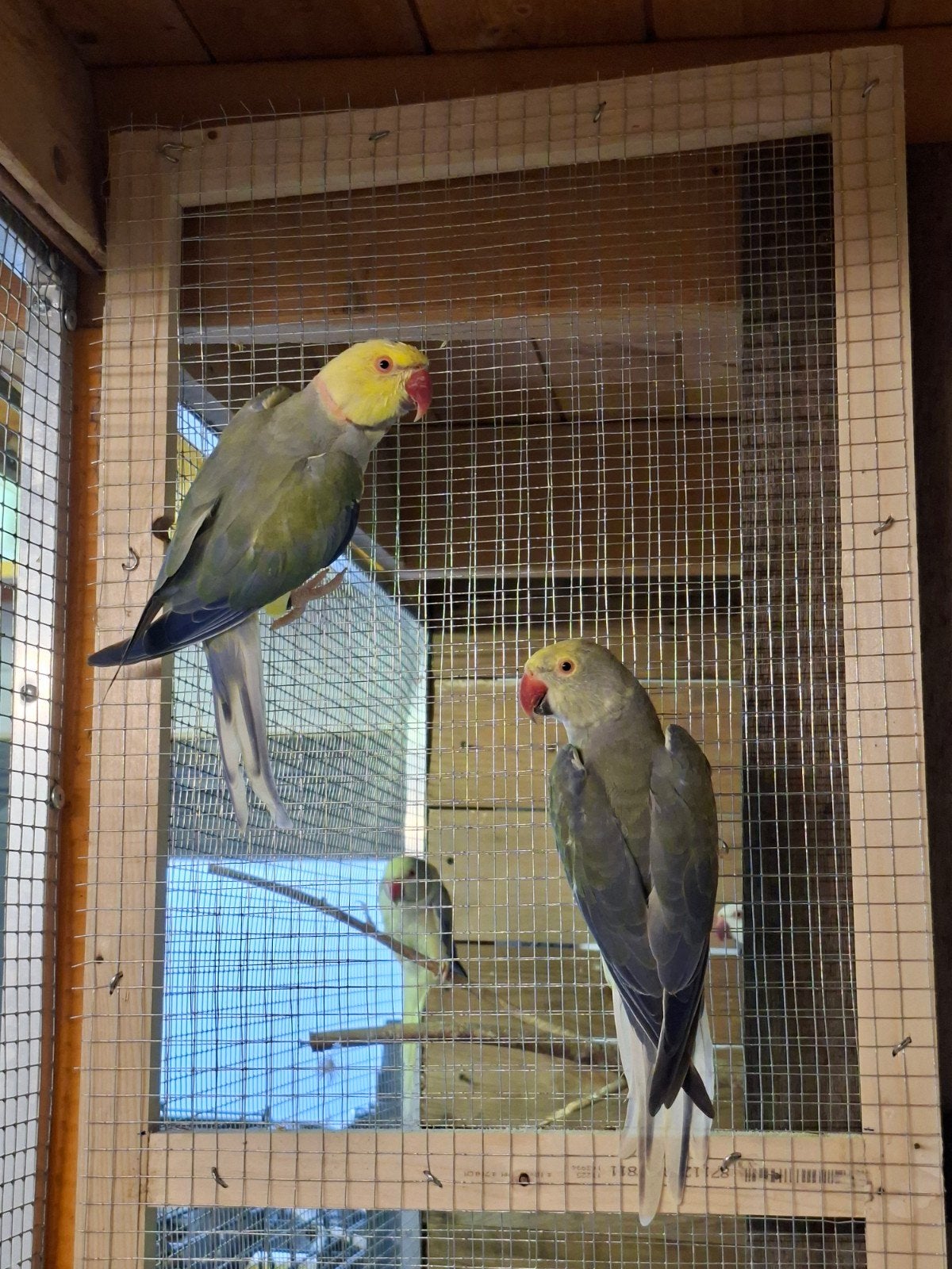 halsband parkieten super kweek koppel, Animaux & Accessoires, Oiseaux | Perruches & Perroquets