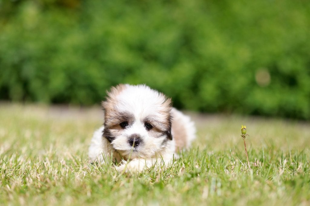 Malshih puppy, reutje, geb 14 april, eigen kweek, Dieren en Toebehoren, Parvo, België, 8 tot 15 weken, Eén hond