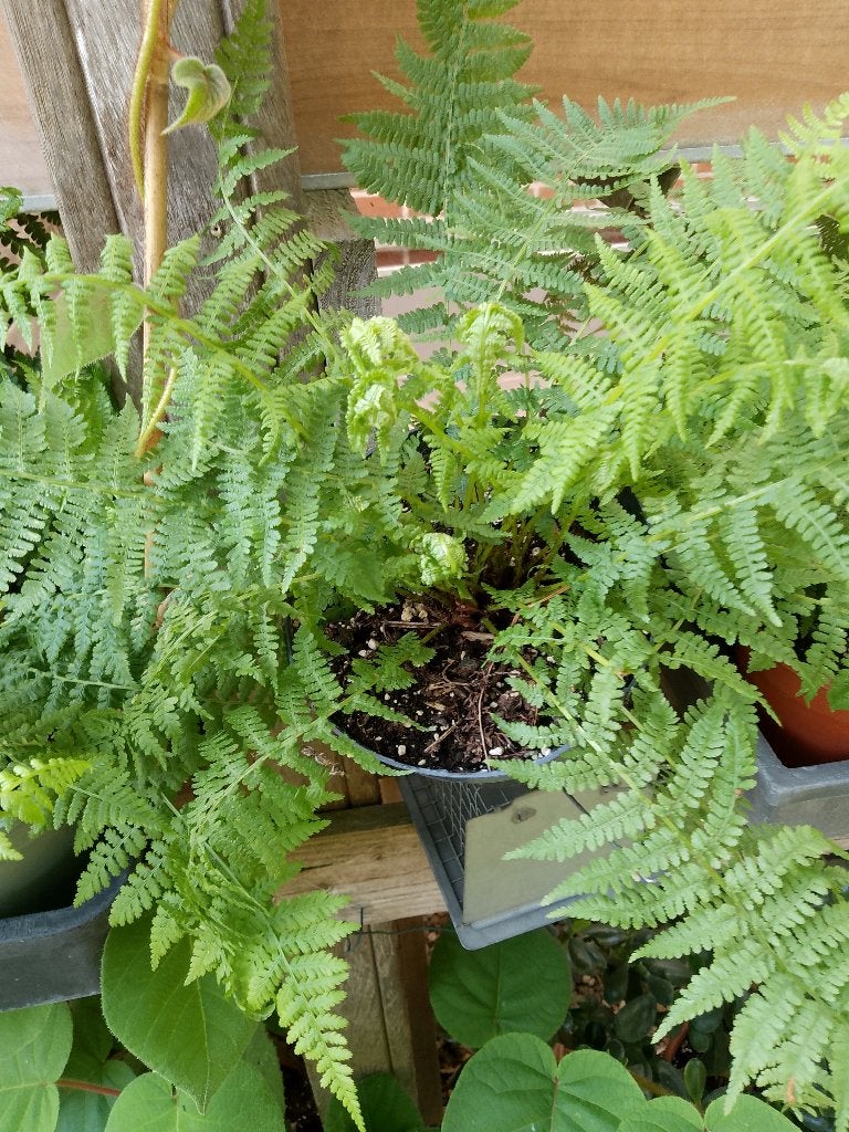 varens, Tuin en Terras, Ophalen, Varens