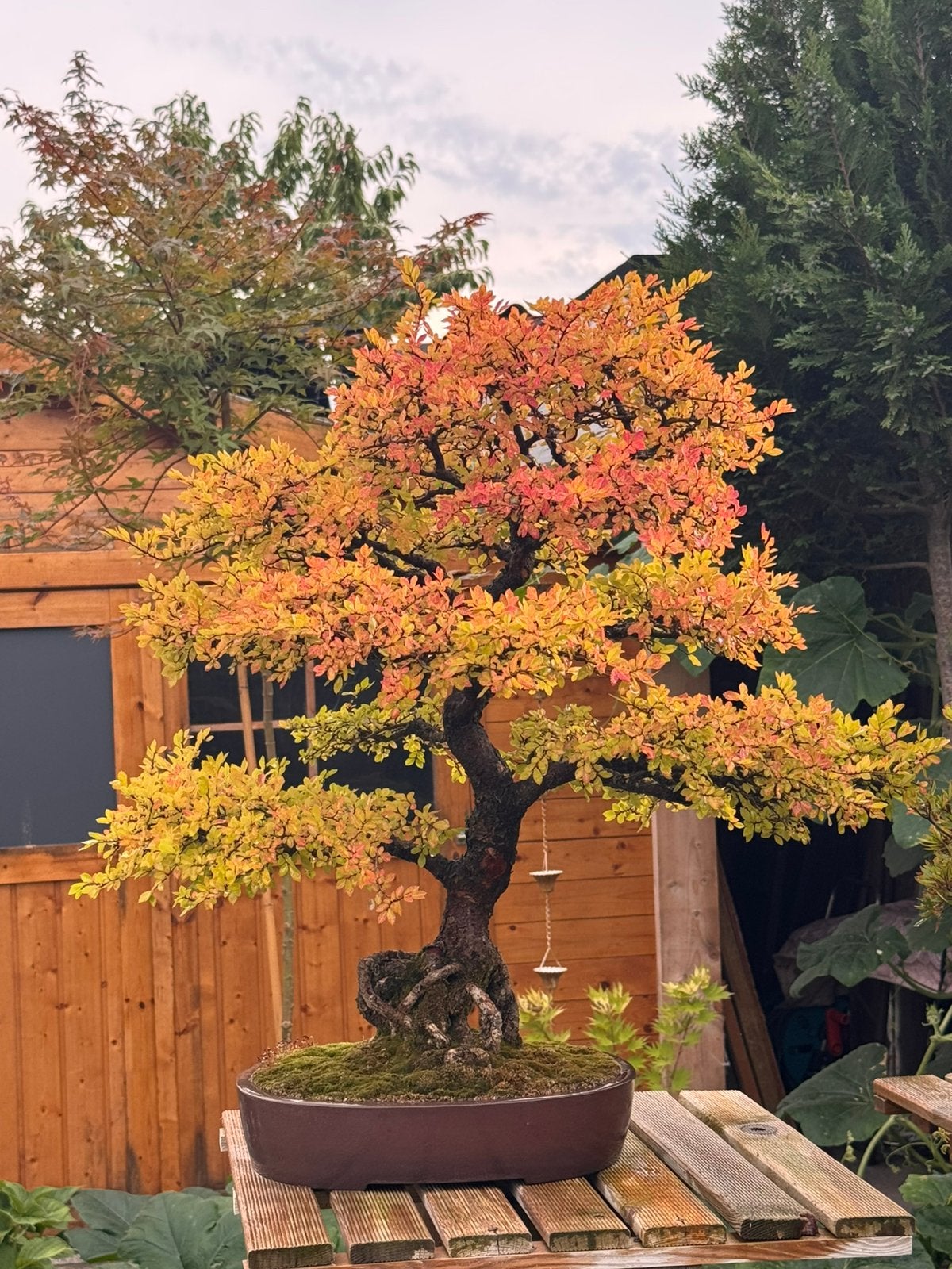 Bonsaï Ulmus Parvifolia - 52 ans, Jardin & Terrasse, En pot, Moins de 100 cm, Plein soleil, Autres espèces