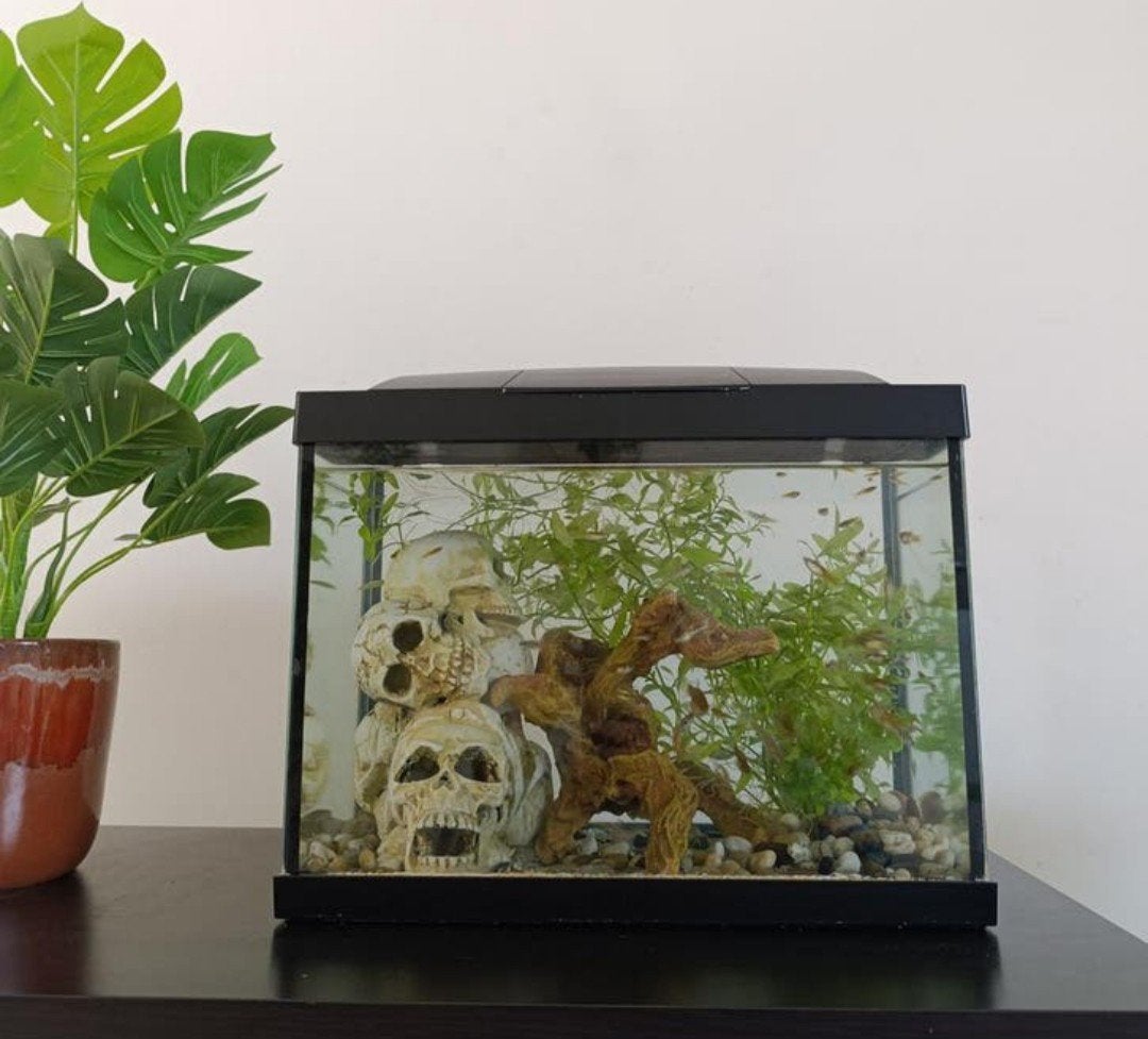 Guppy's + Aquarium + vis eten + visnetje, Vis