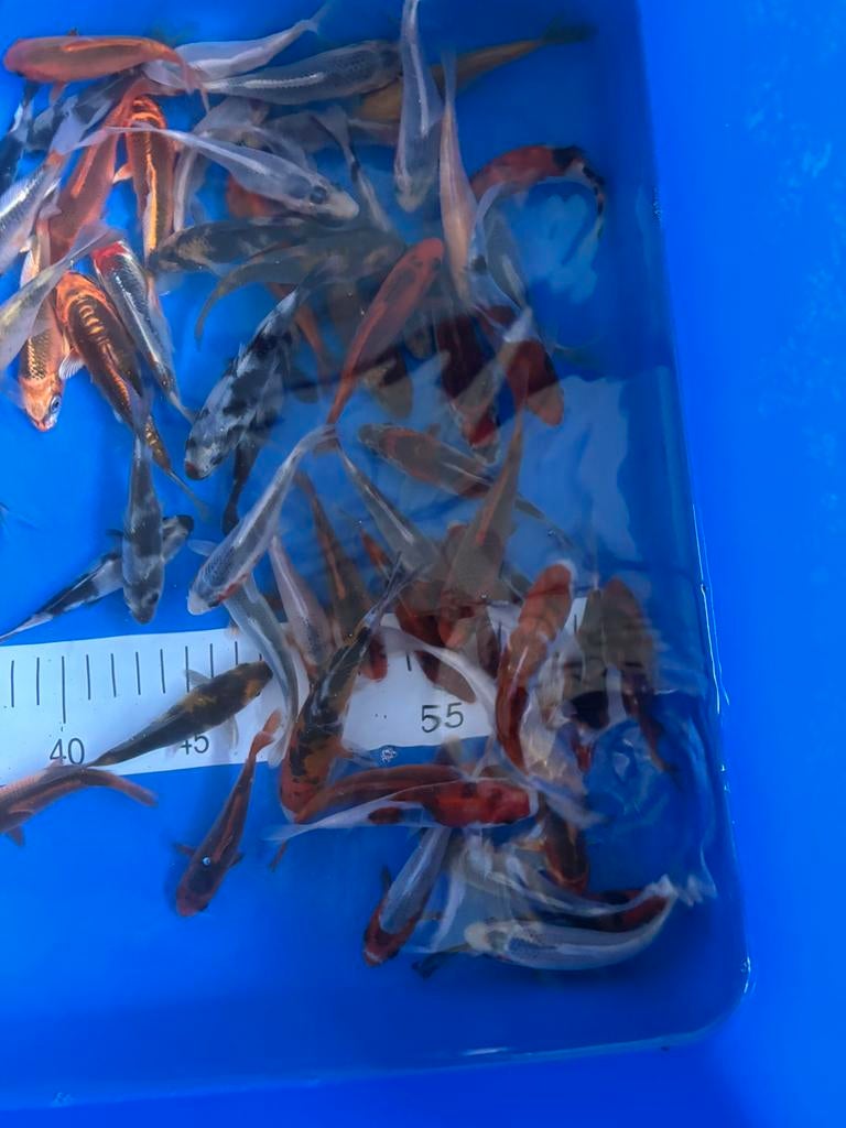 Tosai kweker ofuchi, Dieren en Toebehoren, Vissen | Vijvervissen, Karper of Koi