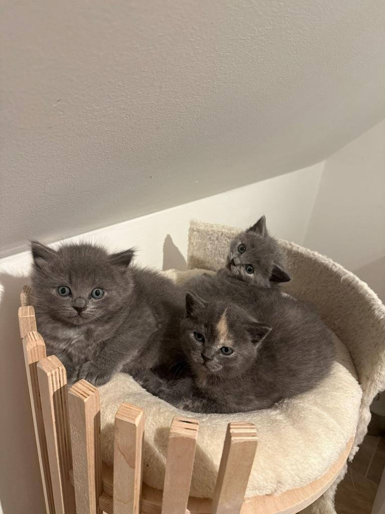 Zeer lieve Blauwe Brits Korthaar kitten nog 1 Poesje, Animaux & Accessoires, Chats & Chatons | Chats de race | Poil ras, Chatte ou Chat
