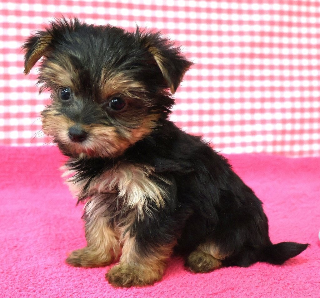 Des chiots Yorkshire super mignons !, 15 semaines à 1 an, Autres races, Plusieurs animaux, Éleveur | Professionnel