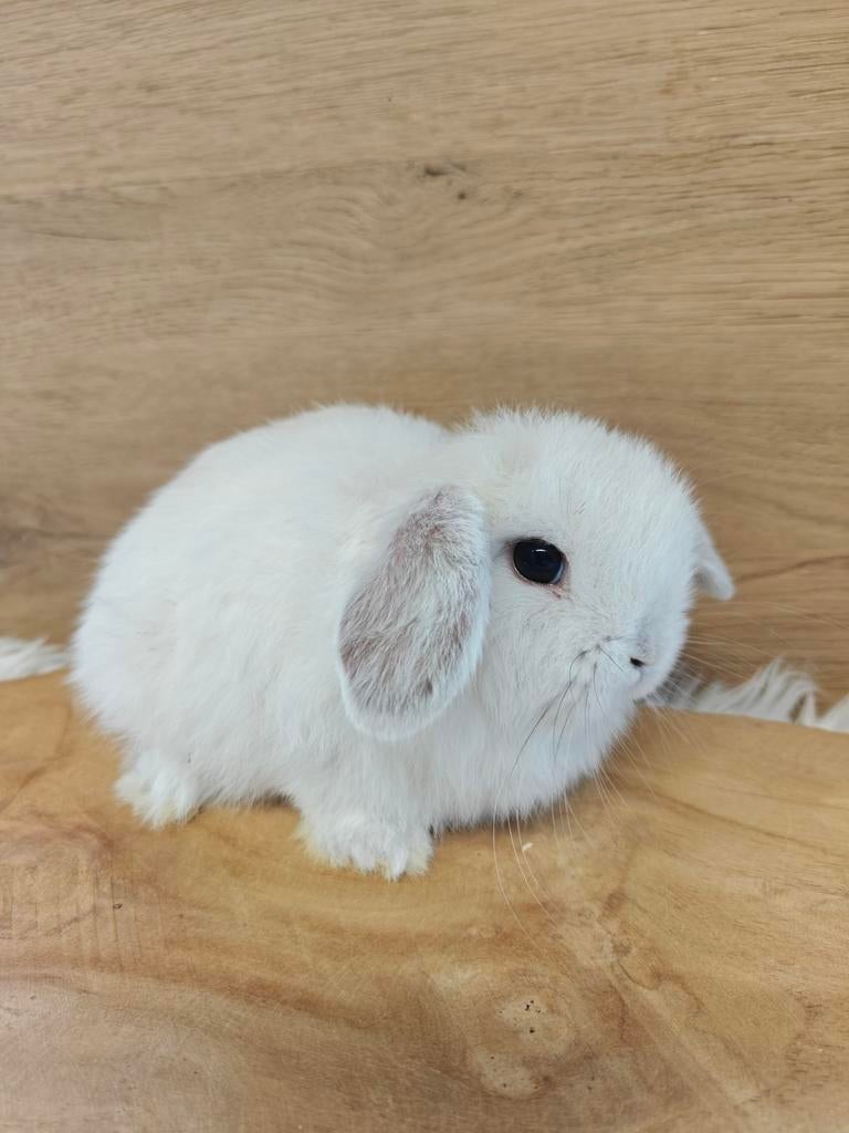 Minilop voedstertje, Dieren en Toebehoren, Konijnen, Vrouwelijk, Dwerg, Hangoor, 0 tot 2 jaar