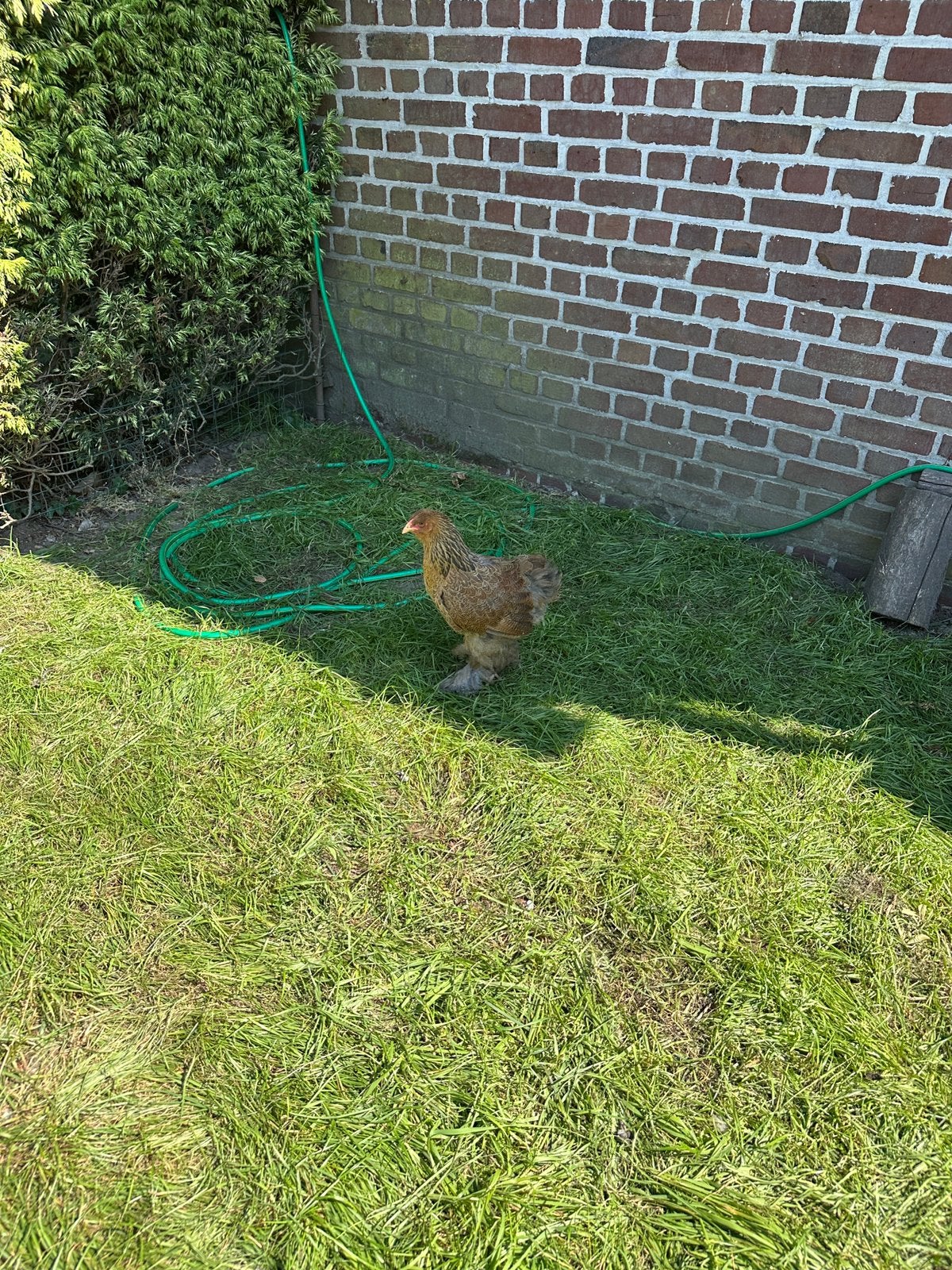 Koppel jonge meerzomige goudpatrijzen, Meerdere dieren, Kip