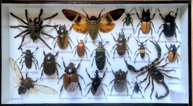 Canvas met insecten zuid oost azie, Dieren en Toebehoren, Insecten en Spinnen