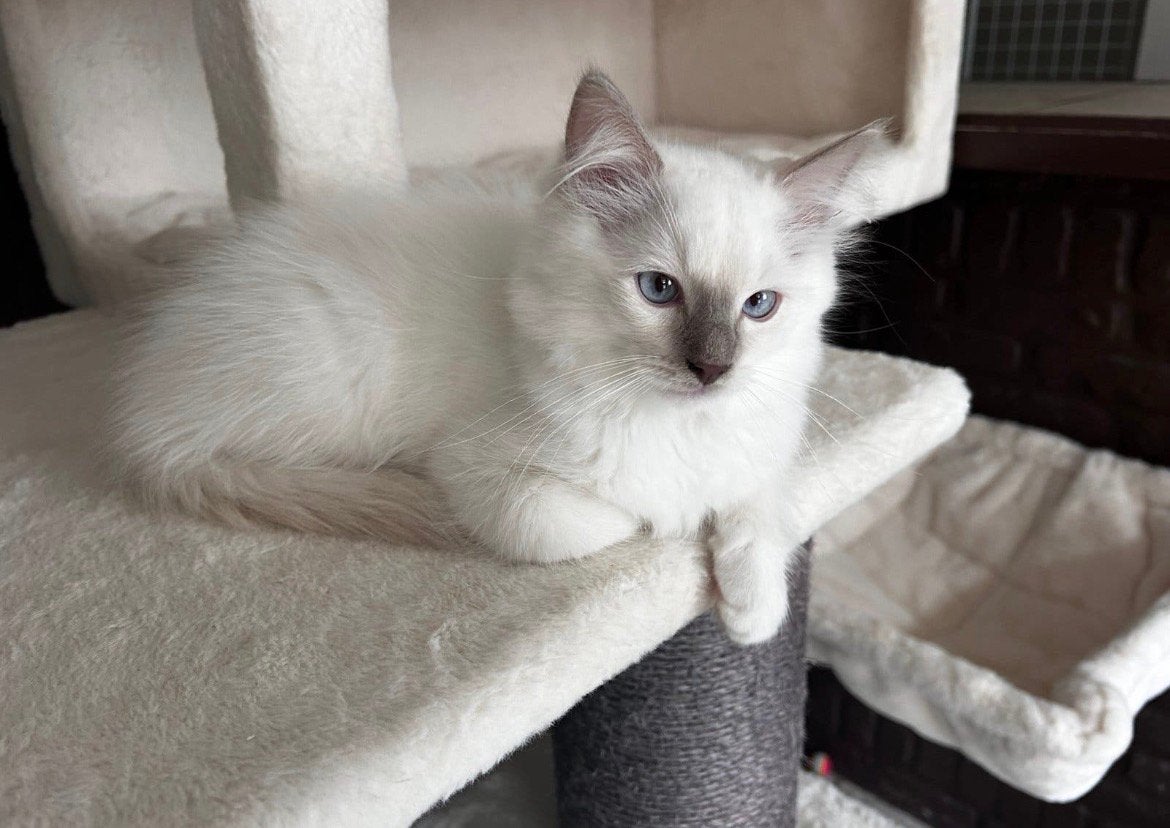Ragdoll katertje, Dieren en Toebehoren, Kater, Gechipt, 0 tot 2 jaar